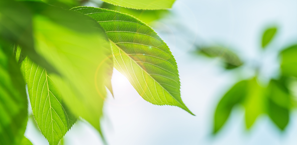 吉川智子オフィシャルサイト